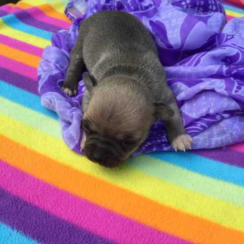 �t��ata v�echny v�st�ely a vakc�ny