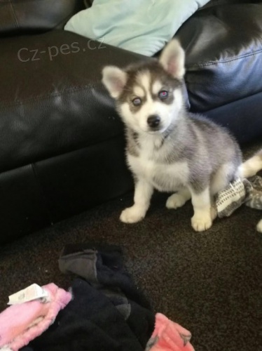 Rozko�n� sibi�sk� husky s kr�sn�mi modr�mi o�ima.