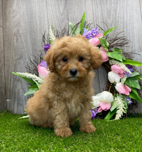 Pudl �t��ata na prodej.