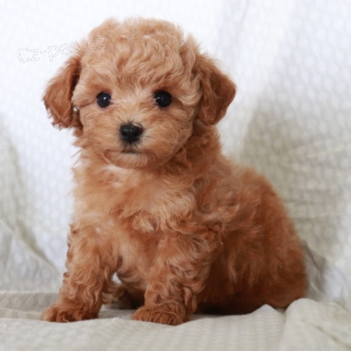 Rozko�n� �t���tka pudla na prodej.