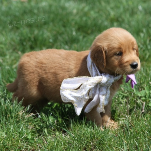 Dob�e tr�novan� �t��ata zlat�ho retr�vra na prodej.