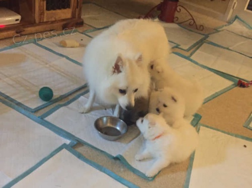 Kr�sn� japonsk� �pic �t��ata