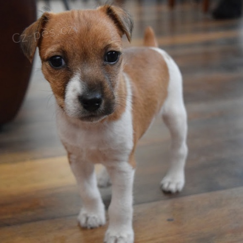 Kr�sn� a rozko�n� �t���tka Jack Russell na prodej.