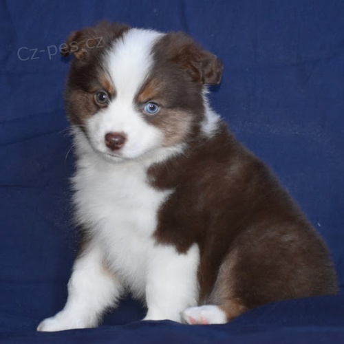 Australsk� ov��k �t��ata �t��ata na prodej