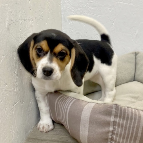 TRIKOL�RA �t��ata Beagle jsou nyn� k dispozici a p�ipravena k prodeji