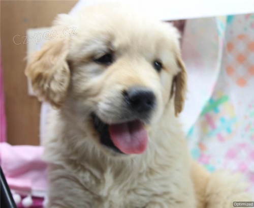 Zlat� retr�vr �t��ata