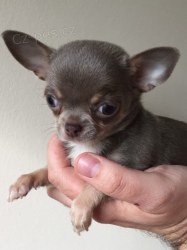 kr�sn� a roztomil� �ivava mini