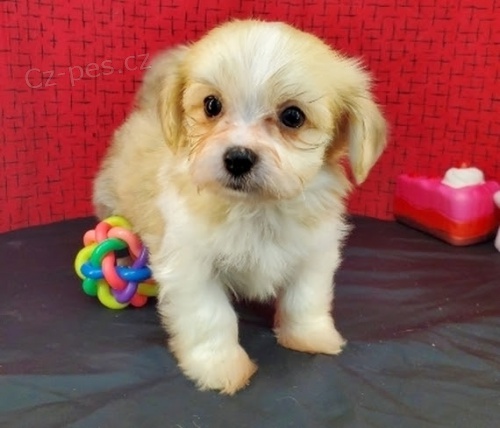 rozko�n� a zdrav� havansk� �t��ata na prodej.