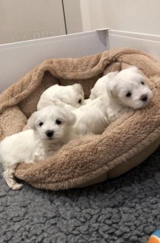 VAKCINOVAN� miniaturn� maltsk� �t���tka na prodej.