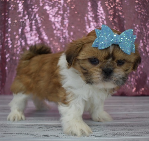 hygienicky a soci�ln� vy�kolen� �t��ata SHIH TZU na prodej