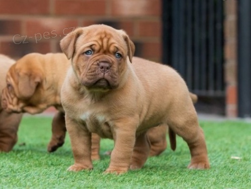 Zdrav� �t��ata Dogue de Bordeaux na prodej