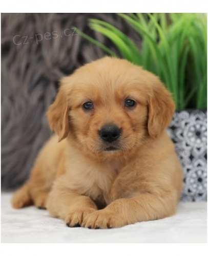 Zlat� retr�vr �t��ata