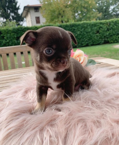 M�me kr�sn� a velmi inteligentn� 70denn� �t��ata francouzsk�ho buldo�ka, zdrav� psy a feny. Dal�� informace z�sk�te na sv�m ��sle WhatsApp.