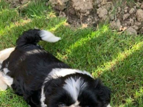 �t��ata shih tzu