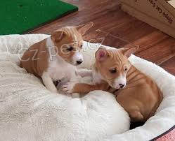 �t��ata basenji na prodej �t��ata basenji na prodej