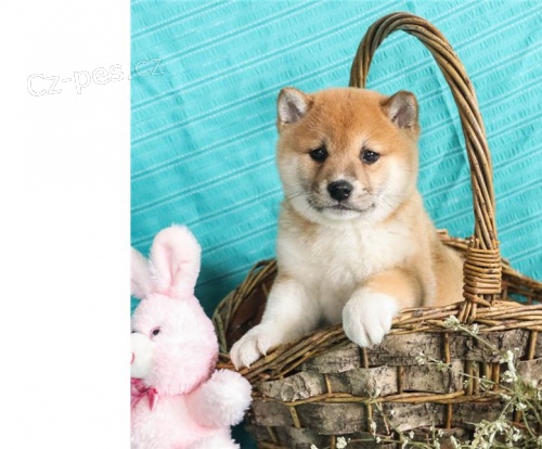 �t��ata shiba inu