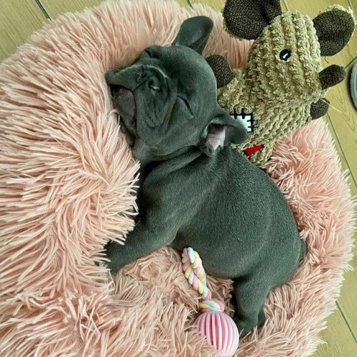 francouzsk� buldok �t��ata