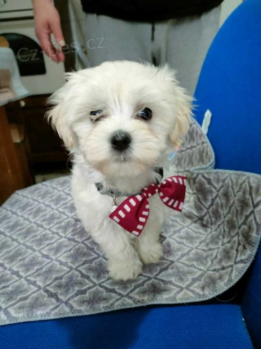 maltsk� �t��ata