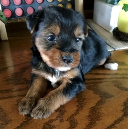 Rozko�n� a kr�sn� �t���tka miniaturn�ho yorkshire teri�ra na prodej. 