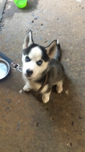 Rozko�n� sibi�sk� husky s kr�sn�mi modr�mi o�ima.