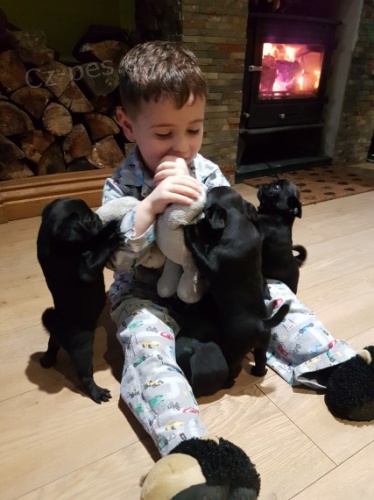 �ern� mops �t��ata k adopci.