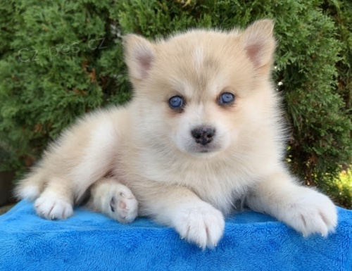 Prodej kr�sn�ch ps� Pomskies (k��enec plemene sibi�sk� husky a pomeranian)