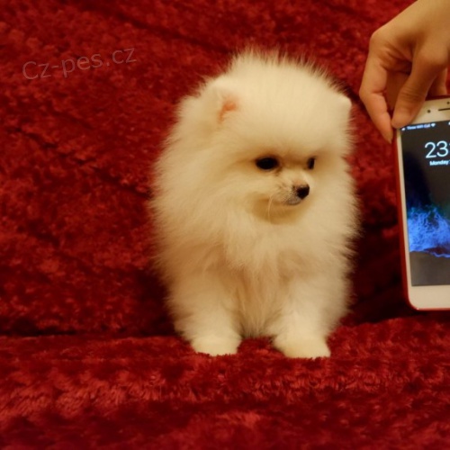 Hygienicky vycvi�en� miniaturn� �piclsk� �t��ata na prodej.