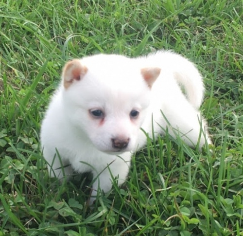 b�l� �t��ata shiba inu na prodej