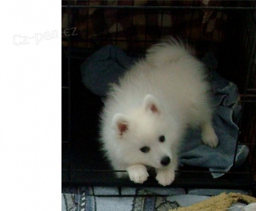 Fantastick� �t��ata japonsk�ch �pic�