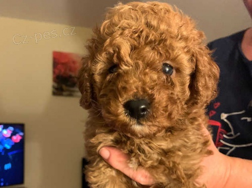 pudl� �t��ata