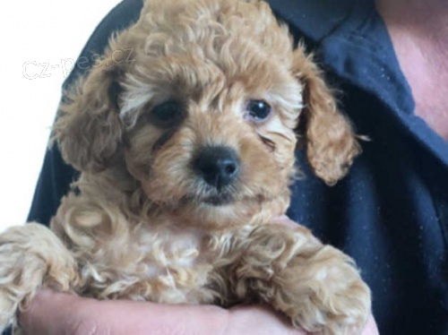 Tady m�me n�dhern� vrh 4 �t���tek pudla