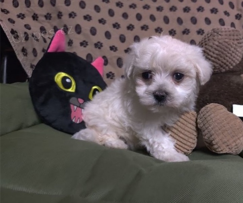 maltsk� �t��ata