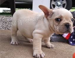 francouzsk� buldok �t��ata