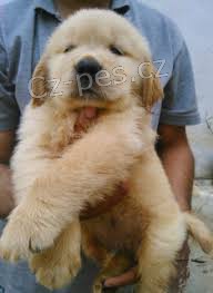 Zlat� retr�vr �t��ata