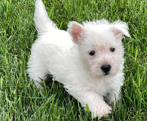 West Highland �t��ata