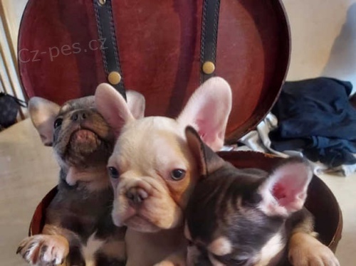 Kr�sn� francouzsk� buldo�ek �t��ata