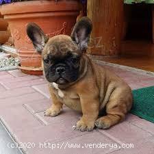 francouzsk� buldok �t��ata