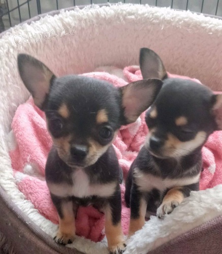 kr�sn� �ivava mini