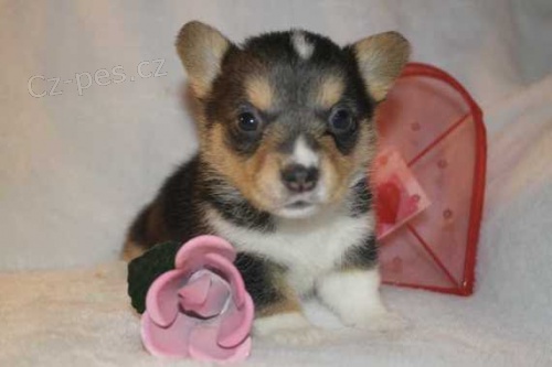 kr�sn� a rozko�n� Pembroke Welsh Corgi �t��ata �t��ata na prodej.