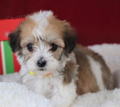 rozko�n� a zdrav� havansk� �t��ata na prodej.