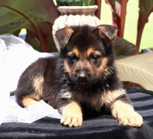 �t��ata n�meck�ch ov��k� na prodej