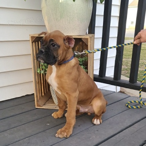 �t��ata boxera v�echny v�st�ely a vakc�ny na prodej