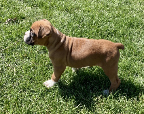 �t��ata boxera na prodej