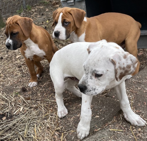 zdrav� �t��ata boxera na prodej za n�zk� ceny