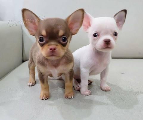 zdrav� �t��ata �ivavy na prodej za n�zk� ceny