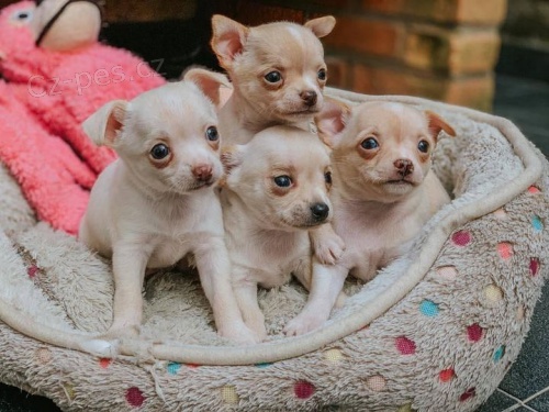 hrav� a kr�sn� �t���tka �ivavy