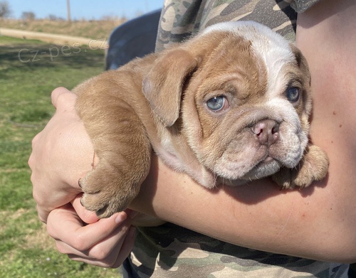 buldok �t��ata s dobr�m zdrav�m na dosah ruky