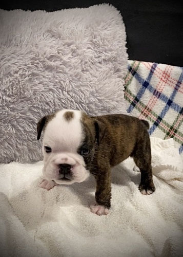 buldok �t��ata s dobr�m zdrav�m