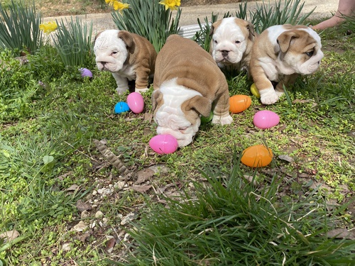 Akc buldok �t��ata s dobr�m zdravotn�m stavem ve va�� bl�zkosti.