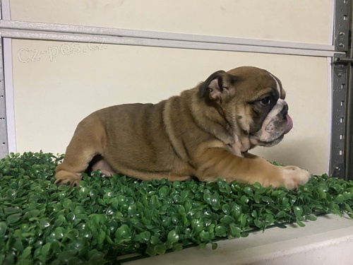 Akc zaregistroval �t��ata ve va�em okol�.